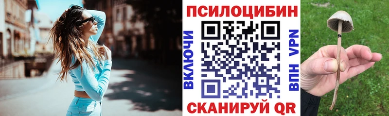 Псилоцибиновые грибы Psilocybe  Новоалександровск 